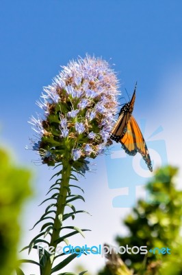 Monarch Butterfly (danaus Plexippus) Stock Photo