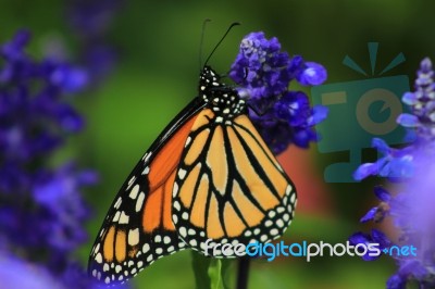 Monarch Butterfly On A Flower Stock Photo