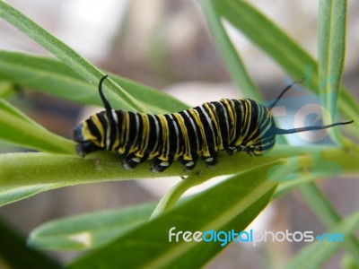 Monarch Caterpillar Stock Photo