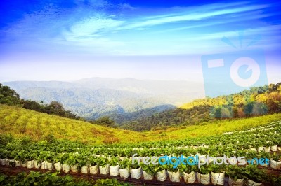 Moncham Chiangmai Thailand Stock Photo