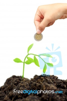 Money And Plant Stock Photo