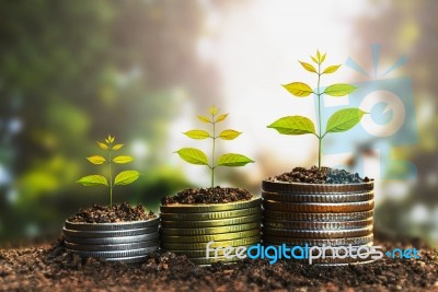 Money Growing Concept,business Success Concept, Tree Growing Stock Photo