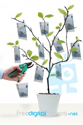 Money Growing On Trees Stock Photo