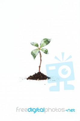 Money Grows On Trees Stock Photo