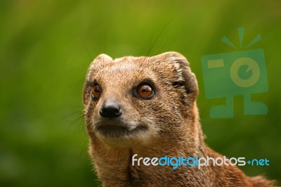 Mongoose Stock Photo