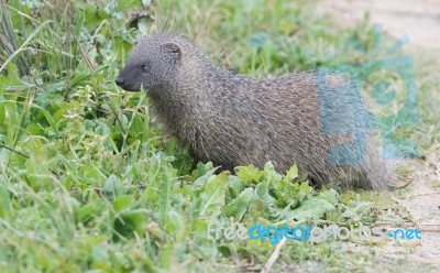 Mongoose Stock Photo