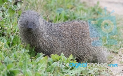 Mongoose Stock Photo