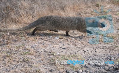 Mongoose Stock Photo