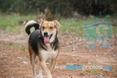 Mongrel Dog On The Beach Stock Photo