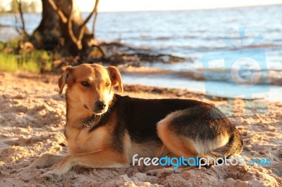 Mongrel Dog On The Beach Stock Photo