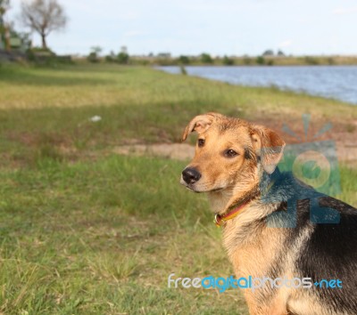 Mongrel Dog On The Beach Stock Photo