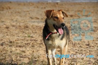 Mongrel Dog On The Beach Stock Photo