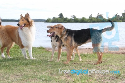 Mongrel Dog On The Beach Stock Photo