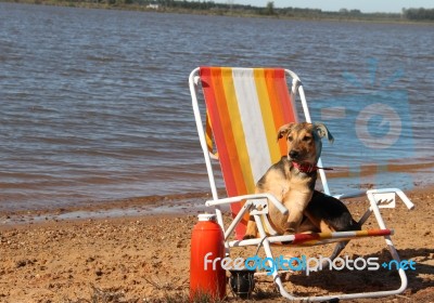 Mongrel Dog On The Beach Stock Photo