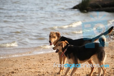 Mongrel Dog On The Beach Stock Photo