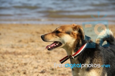 Mongrel Dog On The Beach Stock Photo