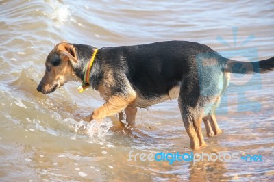 Mongrel Dog Puppy Playing On The Beach Stock Photo