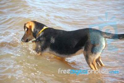 Mongrel Dog Puppy Playing On The Beach Stock Photo