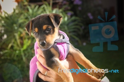 Mongrel Dog Puppy Raised In The Hands Stock Photo