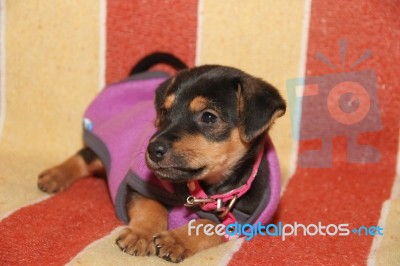 Mongrel Dog Puppy With Clothes In His Bucket Stock Photo