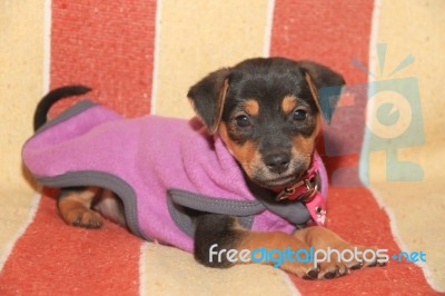 Mongrel Dog Puppy With Clothes In His Bucket Stock Photo