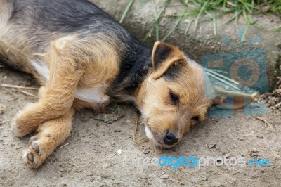 Mongrel Puppy Taking A Siesta Stock Photo