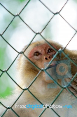 Monkey Stock Photo