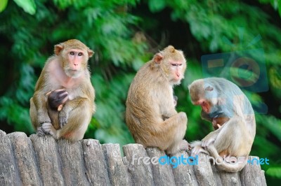 Monkey Stock Photo