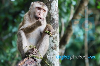 Monkey Stock Photo