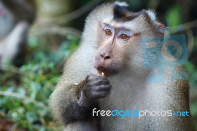 Monkey Stock Photo