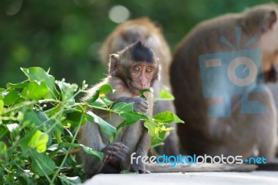 Monkey Stock Photo