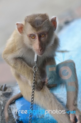 Monkey Stock Photo