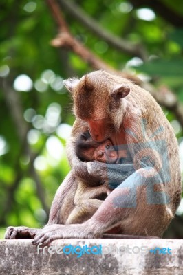 Monkey And Baby Stock Photo