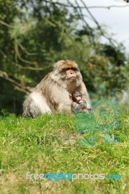 Monkey And Baby Stock Photo