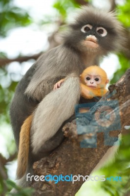 Monkey And Baby Stock Photo