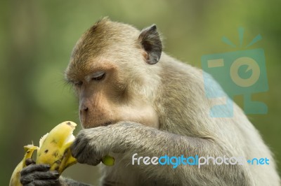 Monkey And Banana Stock Photo