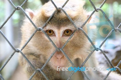 Monkey Behind Fence Stock Photo