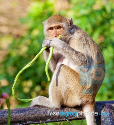 Monkey Eating Stock Photo