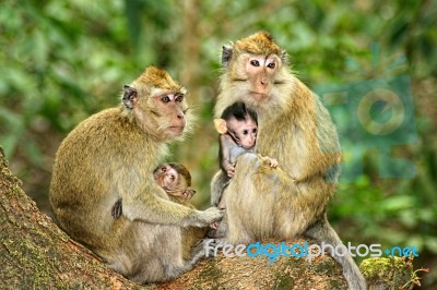 Monkey Family Stock Photo