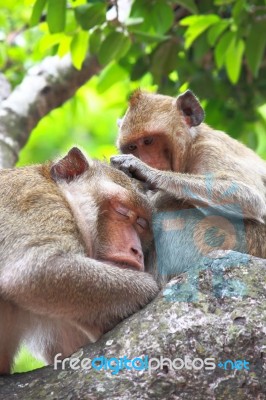 Monkey Finding Fleas Stock Photo