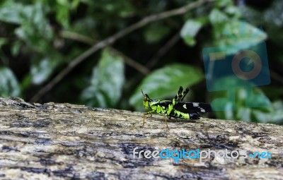 Monkey Grasshopers On The Tree In The Forest Stock Photo