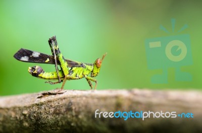 Monkey Grasshopper ( Erianthus Serratus ) Stock Photo