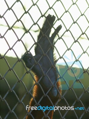 Monkey Hand In Cage Stock Photo