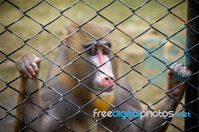 Monkey In Cage Stock Photo