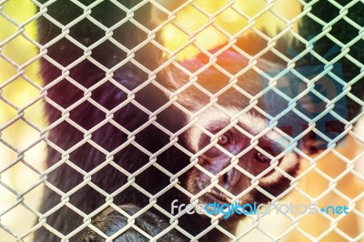 Monkey Inside A Cage Stock Photo