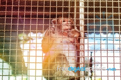 Monkey Inside A Cage With Shining From Behind Stock Photo