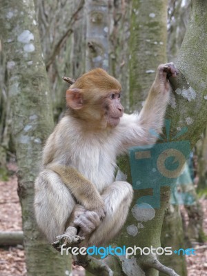 Monkey On A Tree Stock Photo