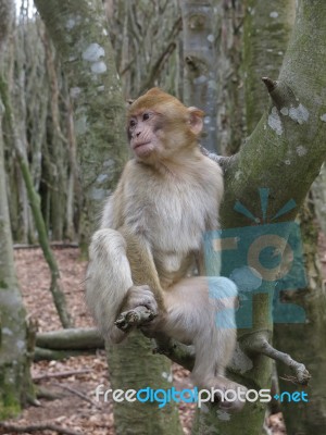 Monkey On A Tree Ii Stock Photo