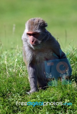 Monkey Scratching Its Bottom Stock Photo