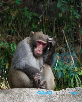 Monkey Sit On Rock And Scratch Its Head At Zhangjiajie National Park , China Stock Photo